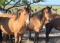 En Salta no se registran casos sospechosos de encefalomielitis equina