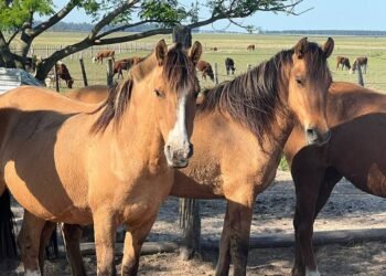 En Salta no se registran casos sospechosos de encefalomielitis equina