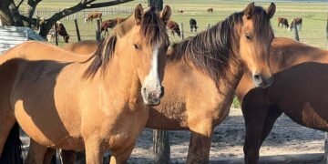 En Salta no se registran casos sospechosos de encefalomielitis equina