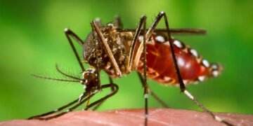 Confirmaron dos muertes por dengue en la provincia