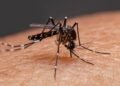 Notificaron más de 1900 casos de Dengue en la provincia