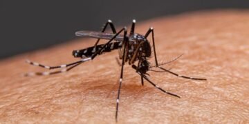 Notificaron más de 1900 casos de Dengue en la provincia
