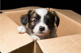 Domingo de adopción de mascotas