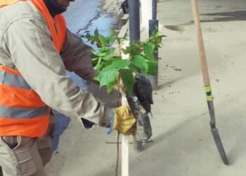 Sigue el trabajo de arbolado en la ciudad