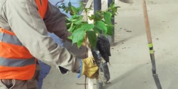 Sigue el trabajo de arbolado en la ciudad