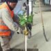 Sigue el trabajo de arbolado en la ciudad