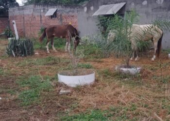 Caballos sueltos en las calles de Orán, un problema de nunca acabar