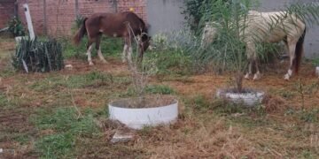 Caballos sueltos en las calles de Orán, un problema de nunca acabar