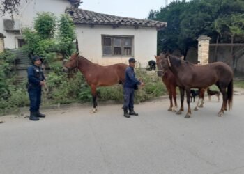 Secuestraron caballos sueltos en la vía pública