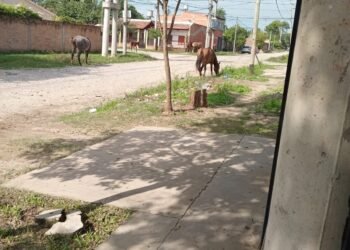 Caballos sueltos en la ciudad, la historia de todos los días en Orán