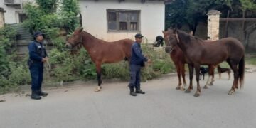Secuestraron caballos sueltos en la vía pública