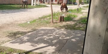 Caballos sueltos en la ciudad, la historia de todos los días en Orán