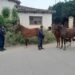 Secuestraron caballos sueltos en la vía pública