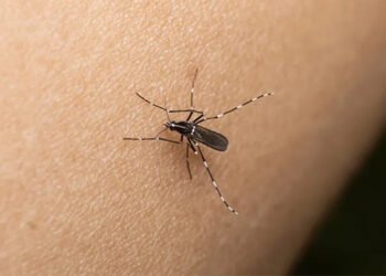 Confirmaron más de 470 casos de dengue en la última semana en Salta