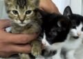 Buscan hogar para tres gatitos