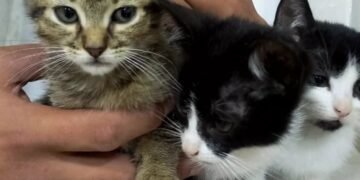 Buscan hogar para tres gatitos