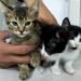 Buscan hogar para tres gatitos