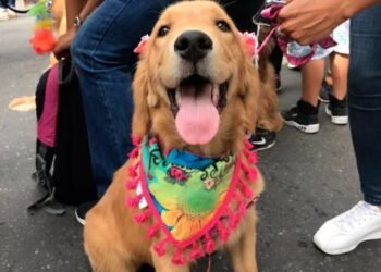 Este domingo espectacular Desfile de Mascotas