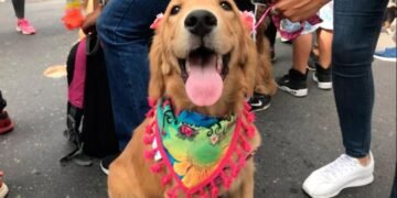 Este domingo espectacular Desfile de Mascotas