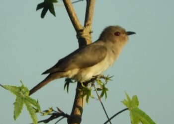 Orán descubrió su especie de ave número 463