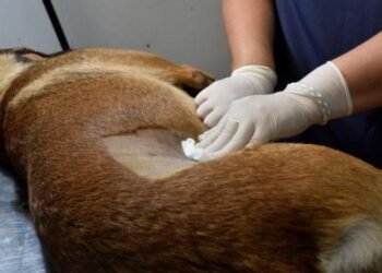 Castraciones, ahora el turno lo podes pedir online