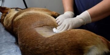 Castraciones, ahora el turno lo podes pedir online