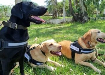 Caso Loan: Destacaron la participación de los perros adiestrados de la Policía de Salta