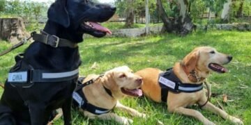 Caso Loan: Destacaron la participación de los perros adiestrados de la Policía de Salta