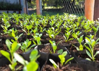 Hoy regalaran 150 plantines en Plaza San Martín