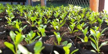 Hoy regalaran 150 plantines en Plaza San Martín