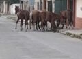 La postal de siempre, caballos sueltos en la ciudad