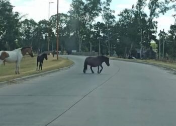 Dueños de animales sueltos pagarán el doble de multas