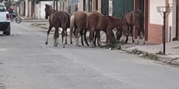 La postal de siempre, caballos sueltos en la ciudad