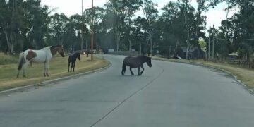 Dueños de animales sueltos pagarán el doble de multas