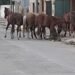 La postal de siempre, caballos sueltos en la ciudad
