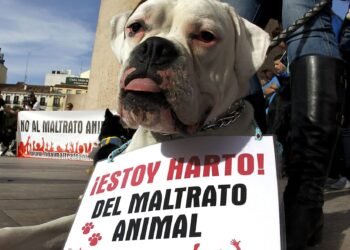 Una mujer fue imputada por quemar a un perro y matarlo y también matar a un gato con un golpe en la cabeza