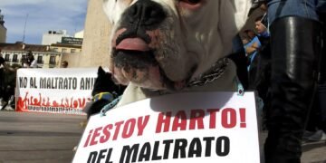 Una mujer fue imputada por quemar a un perro y matarlo y también matar a un gato con un golpe en la cabeza