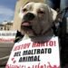 Una mujer fue imputada por quemar a un perro y matarlo y también matar a un gato con un golpe en la cabeza