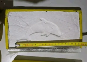 La droga secuestrada por Gendarmería a los narcopolicías salteños tiene la marca del “Delfín”