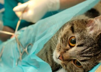 Hipólito Yrigoyen: Castración gratuita para mascotas