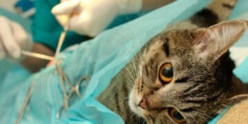 Hipólito Yrigoyen: Castración gratuita para mascotas