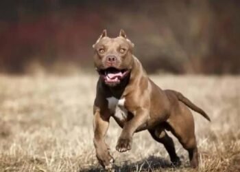 Colonia Santa Rosa: Murió la vecina que fue atacada por su perro pitbull