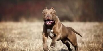 Colonia Santa Rosa: Murió la vecina que fue atacada por su perro pitbull