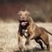 Colonia Santa Rosa: Murió la vecina que fue atacada por su perro pitbull