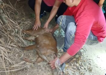 Apareció una corzuela en pleno centro de Orán