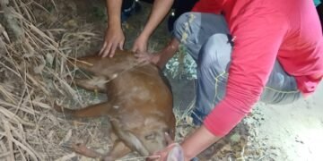 Apareció una corzuela en pleno centro de Orán