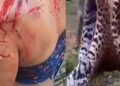 Mujer fue atacada por un yaguareté