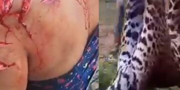 Mujer fue atacada por un yaguareté