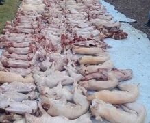 Secuestraron más de 760 kilos de carne no apta para el consumo humano