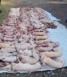 Secuestraron más de 760 kilos de carne no apta para el consumo humano